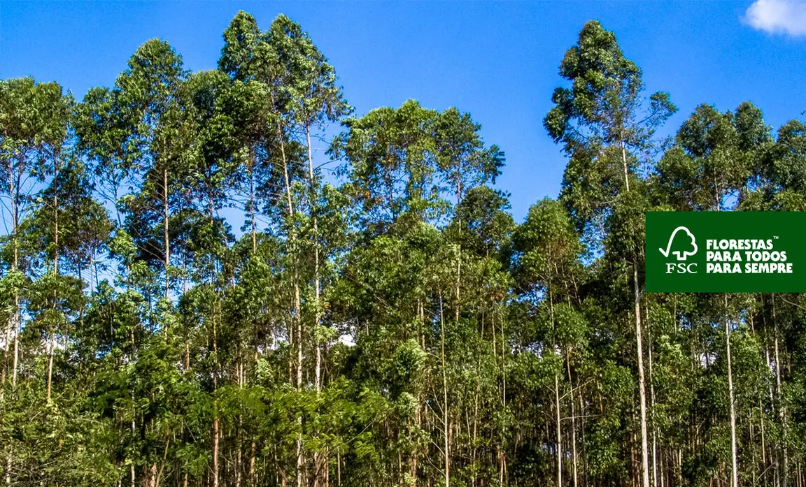 Árvores de eucalipto.